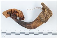 登錄號:F0038856藏品圖，第1張