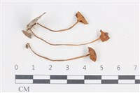 登錄號:F0038857藏品圖，第1張