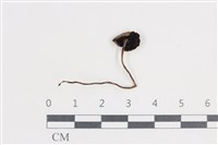 登錄號:F0038858藏品圖，第3張