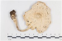 登錄號:F0038859藏品圖，第1張