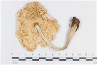 登錄號:F0038859藏品圖，第3張