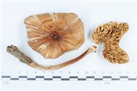 登錄號:F0038860藏品圖，第1張