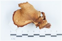 登錄號:F0038861藏品圖，第1張