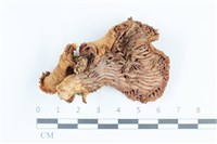 登錄號:F0038861藏品圖，第3張