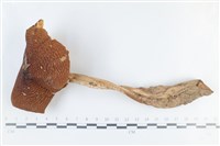 登錄號:F0038862藏品圖，第1張