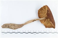 登錄號:F0038862藏品圖，第3張