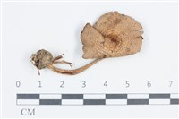 登錄號:F0038863藏品圖，第1張