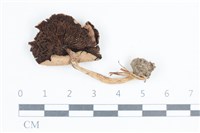 登錄號:F0038863藏品圖，第3張