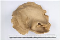 登錄號:F0038866藏品圖，第1張