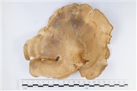 登錄號:F0038866藏品圖，第3張