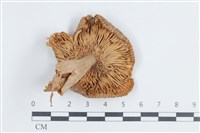 紅菇屬藏品圖，第3張