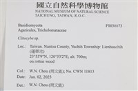 杯傘屬藏品圖，第2張