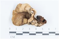 杯傘屬藏品圖，第1張