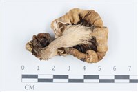 杯傘屬藏品圖，第3張