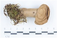 登錄號:F0038875藏品圖，第1張