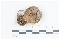 登錄號:F0038876藏品圖，第1張