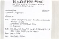 禿馬勃屬藏品圖，第2張