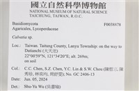 禿馬勃屬藏品圖，第2張