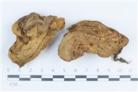 禿馬勃屬藏品圖，第1張