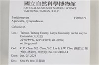 禿馬勃屬藏品圖，第2張