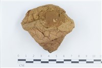 禿馬勃屬藏品圖，第1張