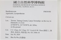 禿馬勃屬藏品圖，第2張