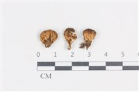 登錄號:F0038882藏品圖，第1張