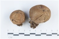 登錄號:F0038883藏品圖，第1張