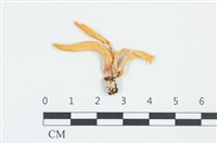 登錄號:F0038931藏品圖，第1張