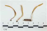登錄號:F0038934藏品圖，第1張