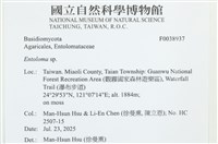 粉褶菌屬藏品圖，第2張