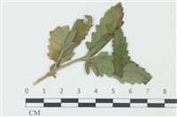 登錄號:F0038952藏品圖，第1張