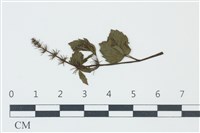 登錄號:F0038955藏品圖，第1張