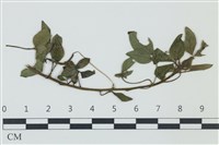 登錄號:F0038969藏品圖，第1張