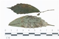 登錄號:F0038971藏品圖，第1張