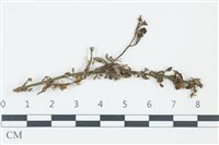 登錄號:F0038985藏品圖，第1張