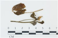 登錄號:F0038989藏品圖，第1張