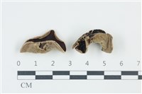 登錄號:F0038992藏品圖，第1張