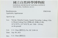 傘菌屬藏品圖，第2張
