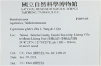 無毛鱗蓋傘藏品圖，第2張