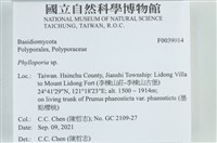 葉孔菌屬藏品圖，第2張