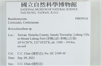 串擔革菌屬藏品圖，第2張