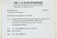 剛毛絲皮菌藏品圖，第1張