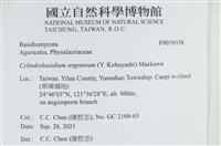阿根廷柱擔菌藏品圖，第2張
