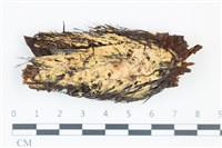 登錄號:F0039051藏品圖，第1張