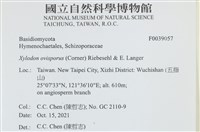 卵孢木齒菌藏品圖，第2張