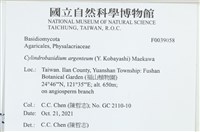 阿根廷柱擔菌藏品圖，第2張