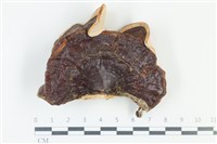 登錄號:F0039066藏品圖，第1張