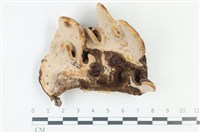 登錄號:F0039066藏品圖，第3張