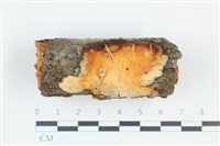 多年臥孔菌屬藏品圖，第1張